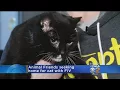 Animal Friends Looking For Home For Cat With FIV