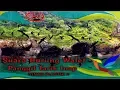 Download Lagu Suara Burung Walet Panggil Tarik Inap super