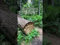 Download Lagu Clearing the Hiking Trail from a Fallen Tree #arborist #trees #treeservice