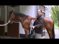 Attelage - Harnacher son cheval