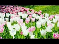 Download Lagu Лечебная музыка для сердца и сосудов 🌿 Музыка для глубокого сна и расслабления для души