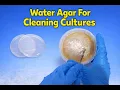 Water Agar A Tool for Cleaning Mushroom Cultures