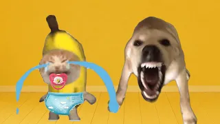 BANANA CAT 🍌🐱 BABY BAD LUCK 😿 VIDEOS 93 ( 2 MINUTES )