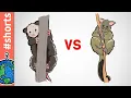 Opossum vs Possum