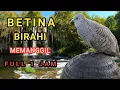 Lagu BETINA BIRAHI MEMANGGIL FULL 1 JAM