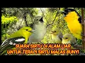 Download Lagu Theraphy sirtu/cipoh macet bunyi/stres agar cepat kembali gacor.