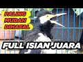 Download Lagu SUARA JALAK SUREN GACOR MOMPA FULL ISIAN MASTERAN LENGKAP AMPUH untuk PANCING JALAK AGAR CEPAT GACOR