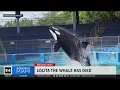 Lagu Lolita, the killer whale,  dies in captivity