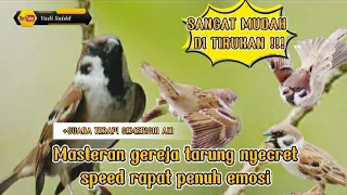 masteran gereja tarung nyecret speed rapat penuh emosi