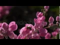 Bee - Stock Footage Hive 15550350