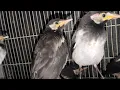 Download Lagu FULL STOK ABADI BIRD BANDUNG! KOMPLIT STOKNYA PENUH HARGA DI BAWAH STANDART