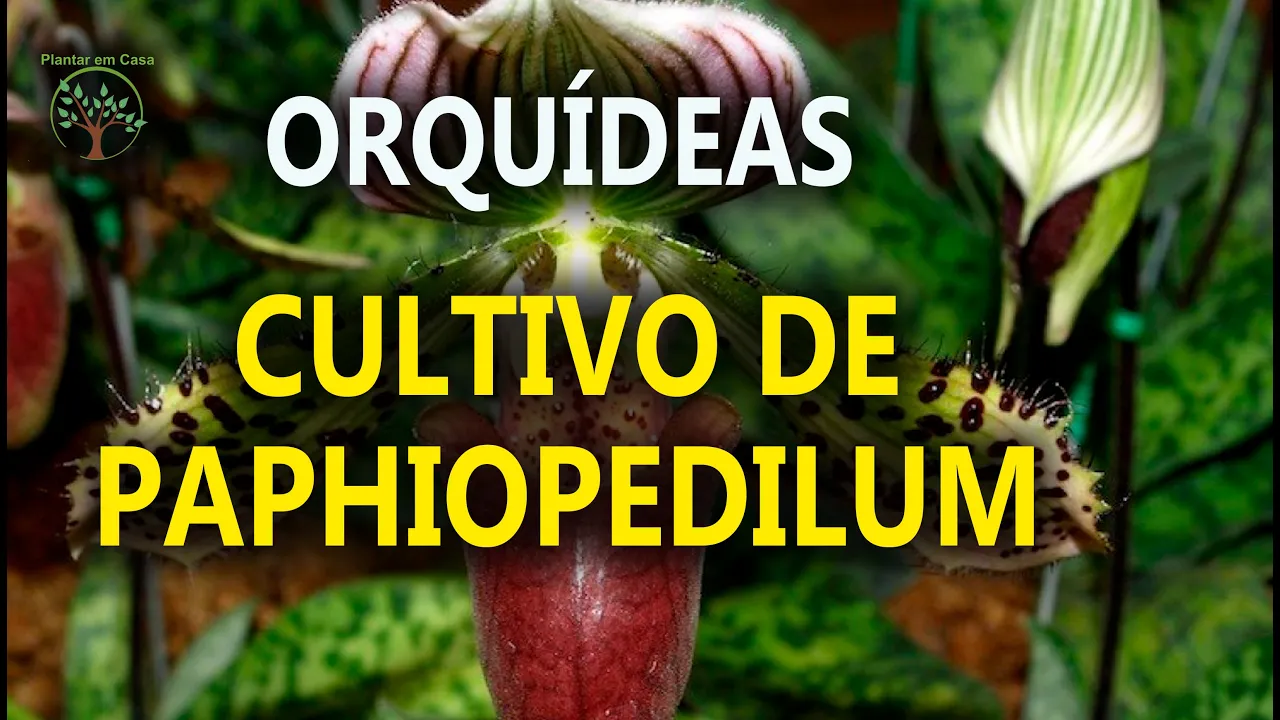 AULA SOBRE ORQUÍDEA SAPATINHO OU QUEIXUDA (PAPHIOPEDILUM)