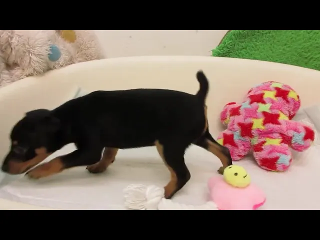 動画