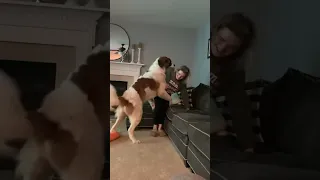 Saint Bernard Trying To Dominate His Mama Shorts Funnyshorts Funnydogvideo Dogs 