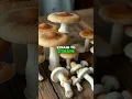 SIGNIFICANT Psychedelic Mushroom Strain Differences