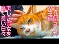 心を閉ざした女王猫、磨かれて美しさを取り戻す　The return of the beautiful queen-cat