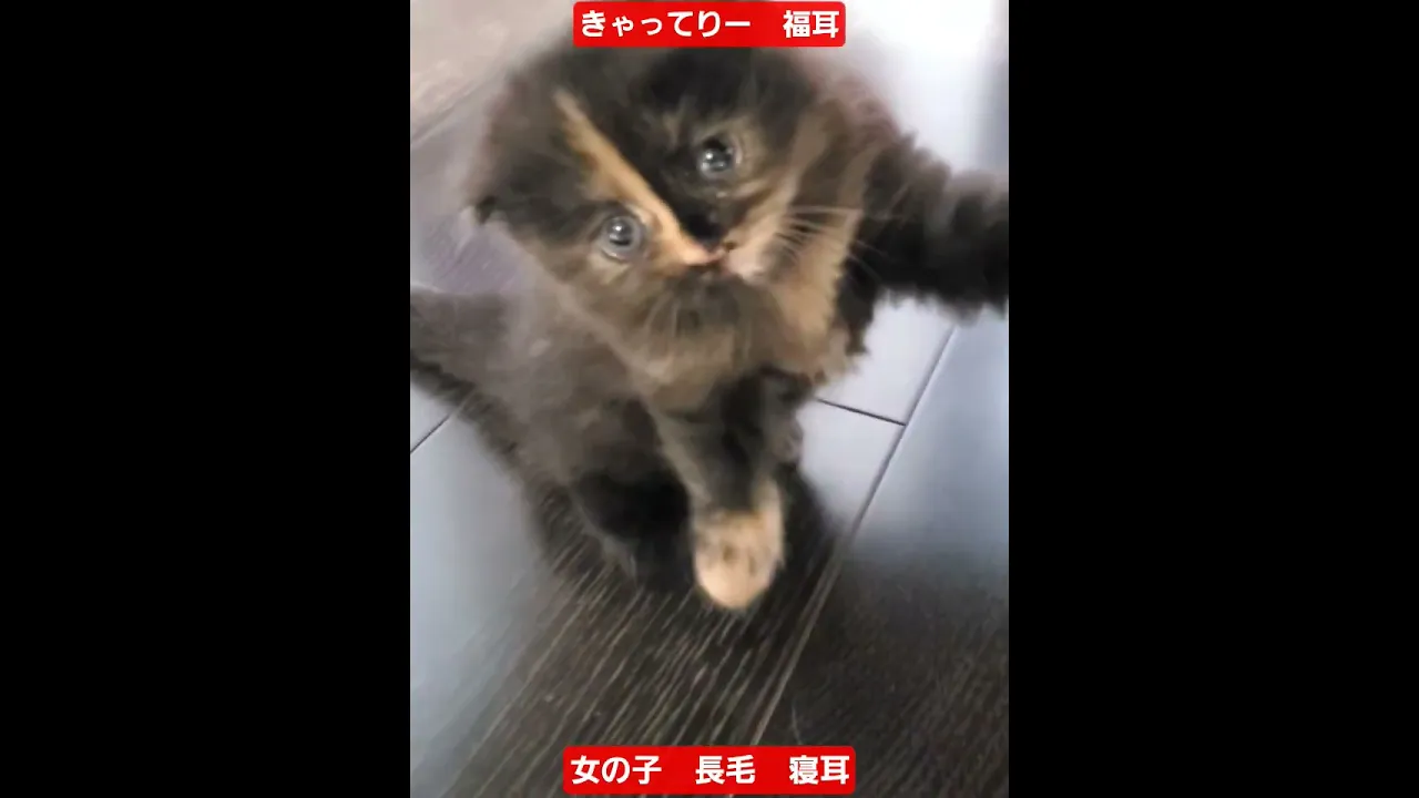 動画