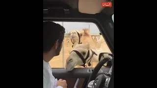 حمدان بن محمد يكافئ الجملين  إعمار  و فارس  دندنها
