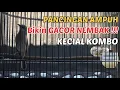 Download Lagu Pancingan Ampuh KECIAL KOMBO Bikin Gacor Nembak !!!