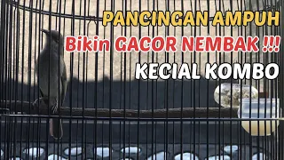 Download Pancingan Ampuh KECIAL KOMBO Bikin Gacor Nembak !!! MP3