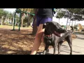 1yr Old Mix Hurley Central Florida Dog Trainers Space Coast Dog Trainers