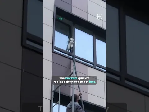 Construction Workers Rescue Cat Hanging From 3rd-Story Window! 🐱 #shorts #catrescue #hero