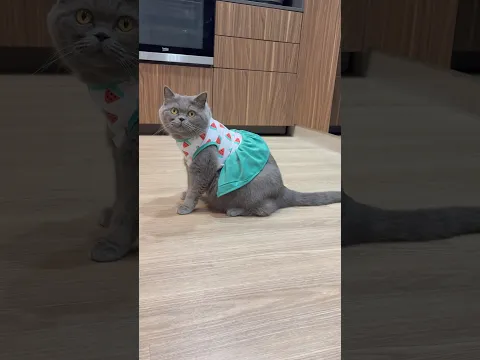 Baju kucing kesempitan atau kucing ku kegendutan ?