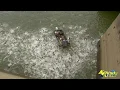 Download Lagu Electrofishing a Huge School of Asian Carp Below Barkley Dam