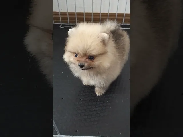 動画