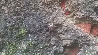 Uma colmeia de abelha
