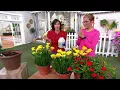Download Lagu Cottage Farms 3-pc Hello Yellow Blackberry Lily Bareroot Plants on QVC