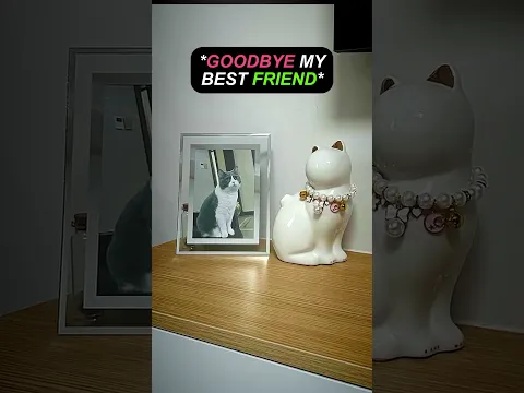 Girl says goodbye to her beloved cat 🥺