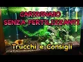 ACQUARIO SENZA FERTILIZZANTI: consigli e trucchi per il mantenimento