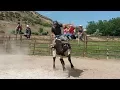 Gary Leffew Bull Riding School Student Bull Riding Compilation Part