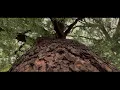 Kaifi Khalil - Mansoob [Official Music Video]