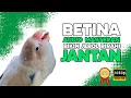 Download Lagu DIJAMIN BIKIN JEBOL BIRAHI!! Lovebird Jantan dan Betina Konslet