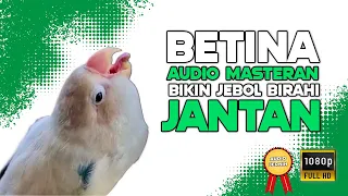 Download DIJAMIN BIKIN JEBOL BIRAHI!! Lovebird Jantan dan Betina Konslet MP3