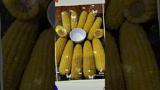 أغنية الذرة 