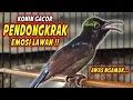 Download Lagu KOLIBRI NINJA GACOR FULL NEMBAK ISIAN TONJOLAN MEWAH !! PANCINGAN KONIN BAHAN AGAR CEPAT BUNYI EMOSI