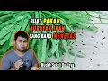 Download Lagu Buat pakan ikan yang baru menetas | Mudah Sekali