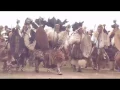 Download Lagu #KINGZWELITHINIZULU ADDRESSING AMABUTHO ESANDLWANA By Ntokozo Ndlovu