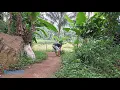 Download Lagu NYARI RUMPUT DI PINGGIRAN SAWAH