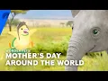 Wonder Pets Mother s Day Around The World S3 E18 Paramount