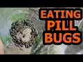 How to Eat Pill Bugs Roly Poly
