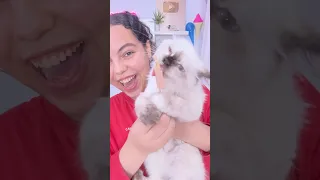 اخترعت ايس كريم للقطط    دندنها