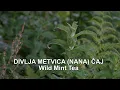 Download Lagu Divlja dugolisna metvica (nana) čaj | Wild Mint Tea (Mentha longifolia) - (4K)