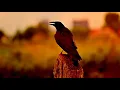 Download Lagu [Celtic Fantasy] → Nomadic Sunset (3HOURS)