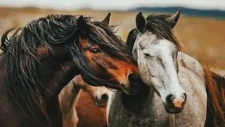 أ راك  ع ص ي   الد مع  شيم ت ك  الص بر    أبو فراس الحمداني   نواف دندنها