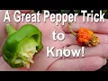 Saving Seeds Growing Peppers MISTAKES when Collecting SEEDS to Harvest Grow GREEN Red Purple Yellow