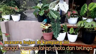 Download Suasana hujan deras di pedesaan di barengi suara burung kutilang dan musik suling yang merdu MP3